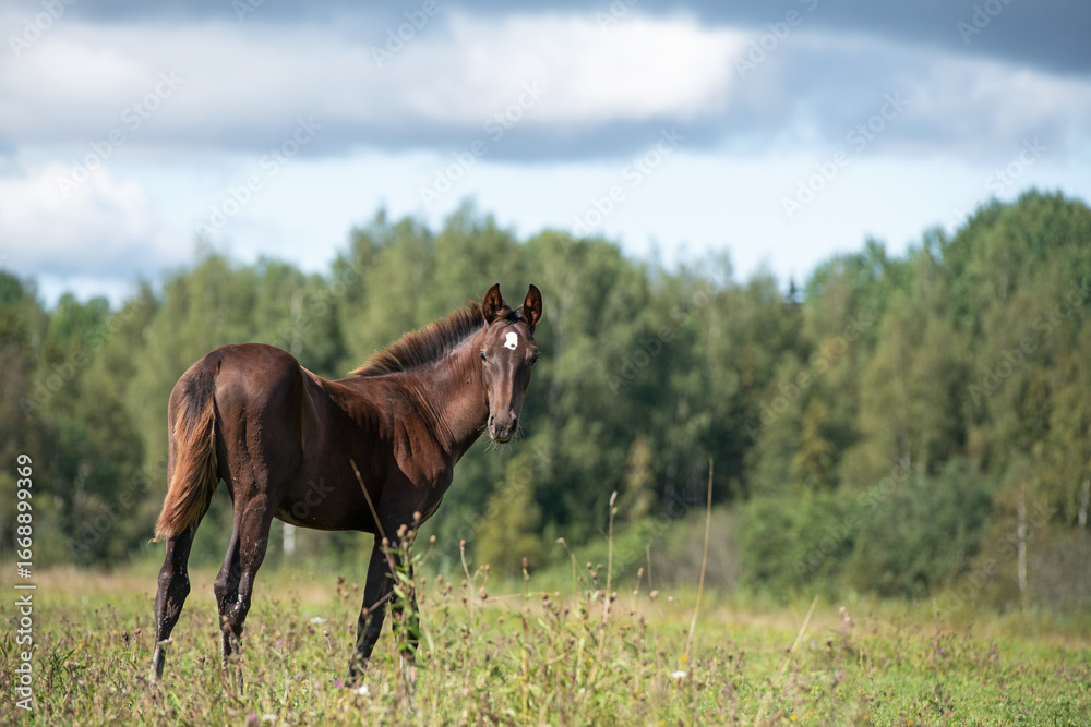 Obraz premium beautiful dark chestnut sportive foal posing at pasture. cloudy summer day