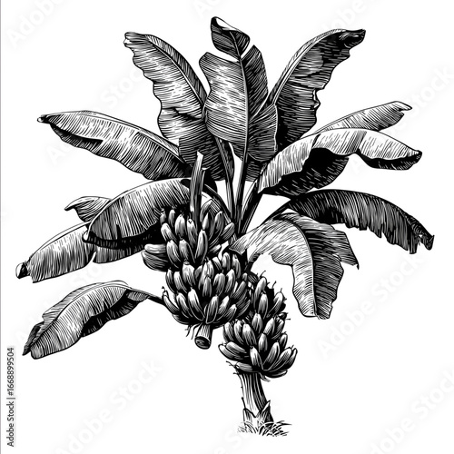 vectorstyle black and white illustration of a banana tree with large curved leaves and a clearly defined bunch of bananas hanging from the center clean outlin.