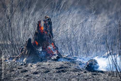 Cuadro en lienzo A smoldering tree stump of a tree burned down in a fire