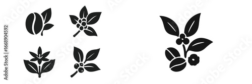 Coffee Plant Branches with Beans and Berries, Minimalist flat design
