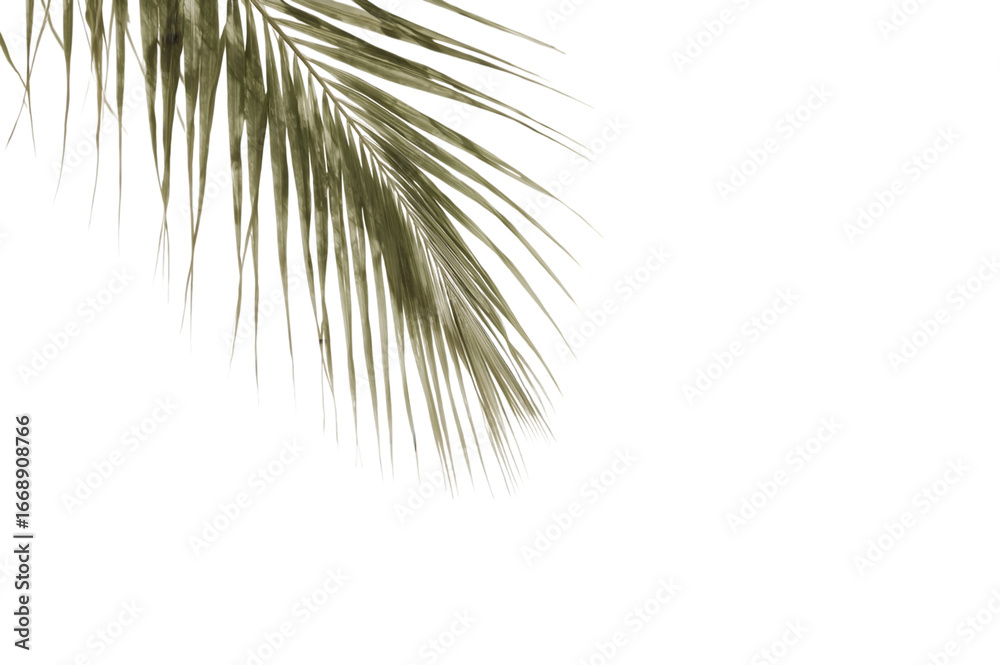 Obraz premium Palm Leaf Elegance: A single, detailed palm leaf in a captivating tone graces the frame, against a backdrop of bright, pristine space, representing tropical tranquility and refined design.