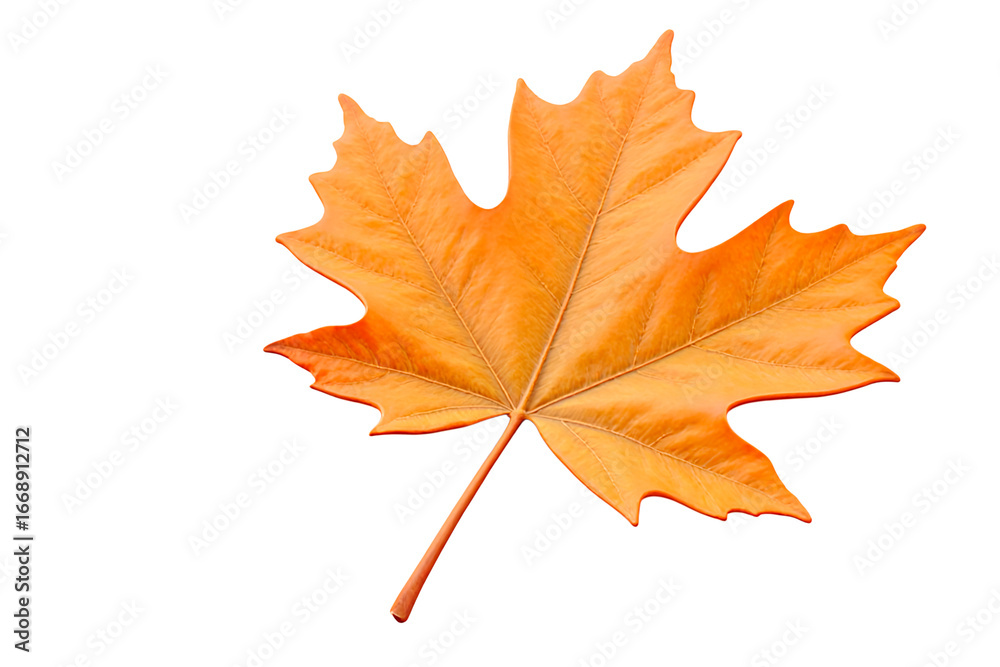 Fototapeta premium autumn maple leaf