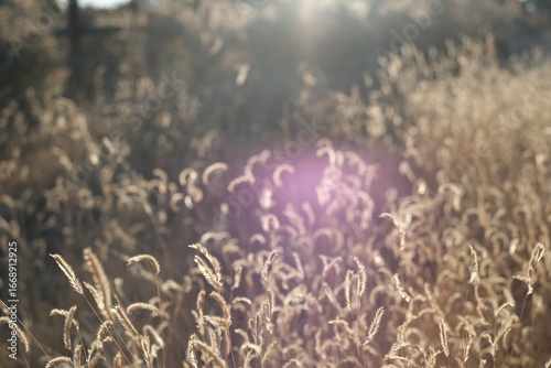 Golden Hour Meadows