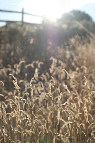 Golden Hour Meadows