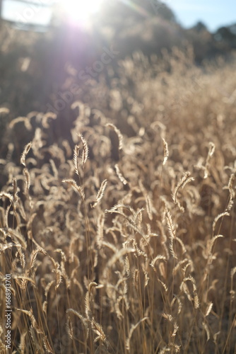 Golden Hour Meadows