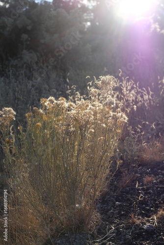 Dried Flowers in Golden Hour