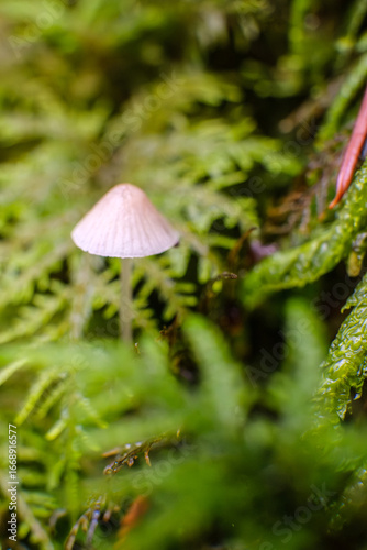 Wallpaper Mural green leaf with dew drops, Macro - Fores, Wild mushroom in British Columbia, Canada Torontodigital.ca