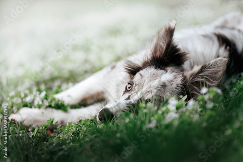 Relaxed Border Collie Lying in Meadow Outdoors