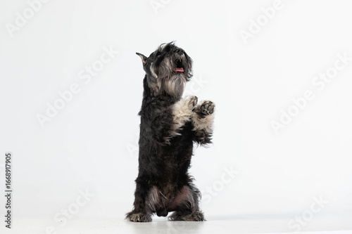 Miniature Schnauzer Dog Sitting Up and Begging on White Background