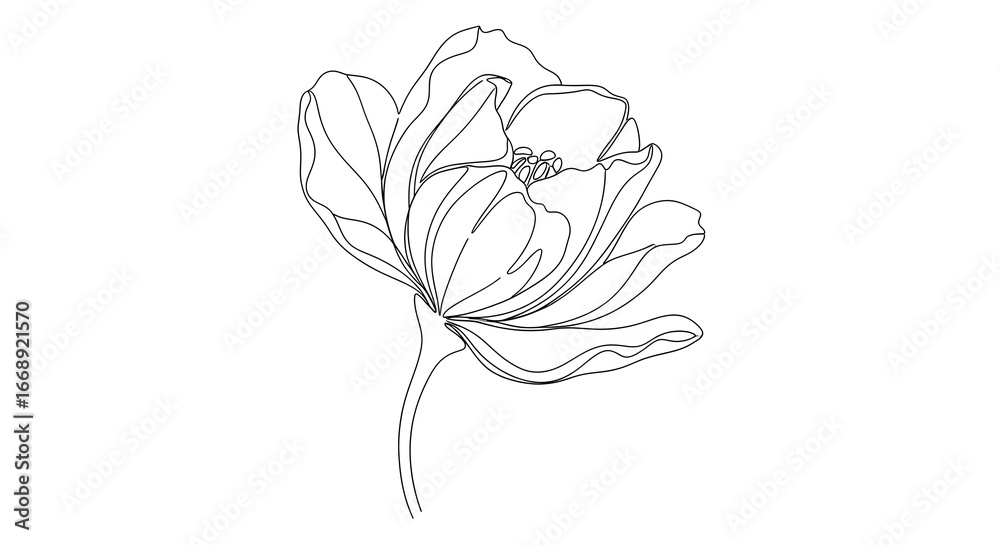 Obraz premium Elegant single line art of a blooming tulip isolated on white canvas