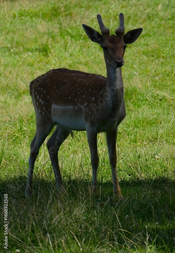 Green meadow, a young animal fallow deer, Dama Dama, runs through the open landscape. Fallow deer are active during the day and at night and prefer to live in open landscapes.