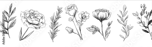 Set of handdrawn vector line art of various flowers and leaves including peonies roses rosemary and olive branches The style is modern minimalistic and simple.