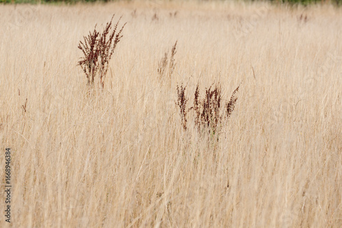 Dry grassland meadow background