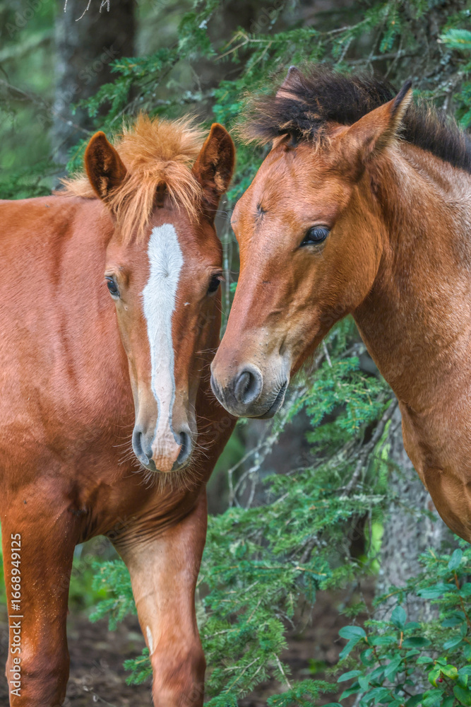 Fototapeta premium Close up photo of two young Wild horses in Alberta, Canada