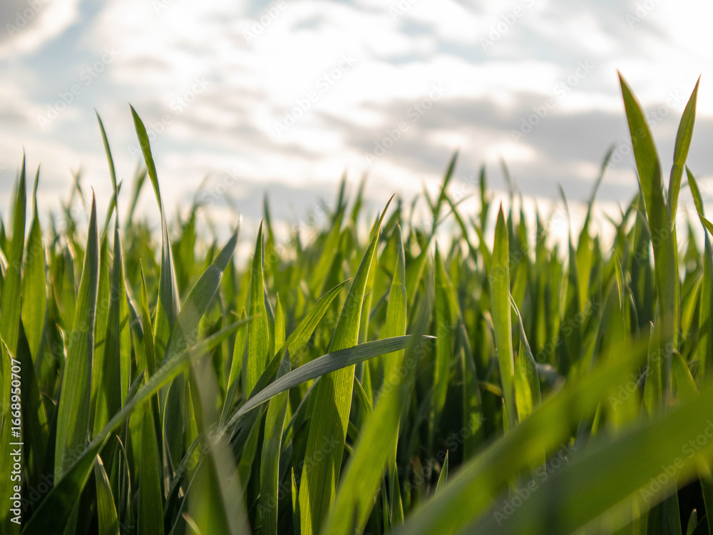 Obraz premium Swaying Green Grass Dances Gently Under a Partly Cloudy Sky on a Serene Afternoon in the Countryside