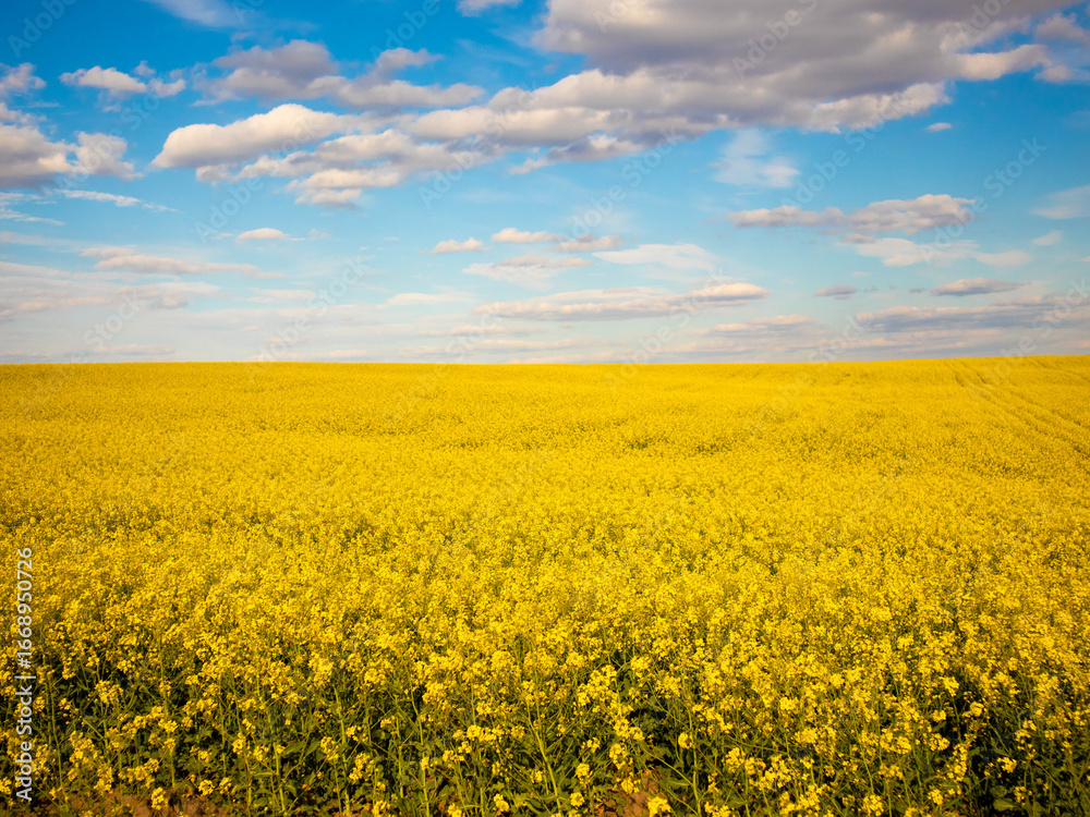 Fototapeta premium Vibrant Canola Flowers Blanket the Landscape Under a Brilliant Blue Sky Filled With Soft White Clouds