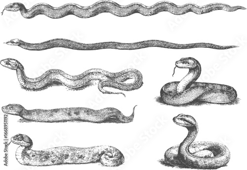 Vector set of vintage snakes isolated on white background. Boa, anaconda and etc in monochrome engraving style
