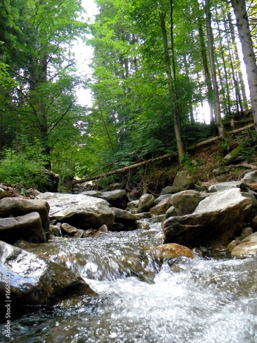 river in the forest