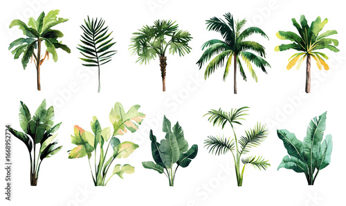 Watercolor tropical palm trees and large banana leaves set with lush green foliage isolated on white background in flat minimalist vector style for summer design elements