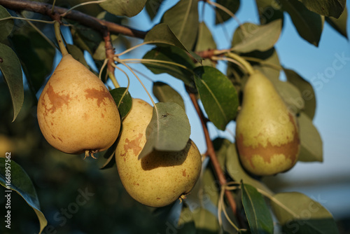 Ripe Pears on Tree Branch in Orchard Harvest Season. Close-up of ripe pears growing on tree branch in orchard during harvest season
