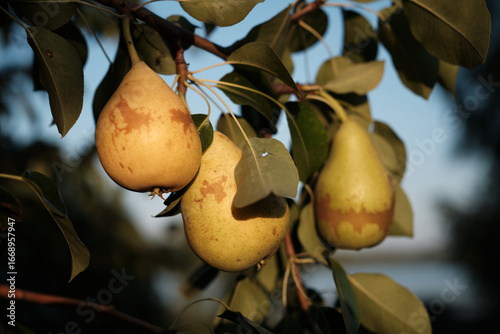 Ripe Pears on Tree Branch in Orchard Harvest Season. Close-up of ripe pears growing on tree branch in orchard during harvest season