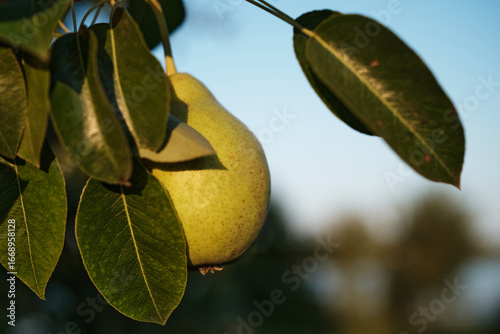 Ripe Pears on Tree Branch in Orchard Harvest Season. Close-up of ripe pears growing on tree branch in orchard during harvest season