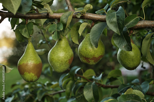 Ripe Pears on Tree Branch in Orchard Harvest Season. Close-up of ripe pears growing on tree branch in orchard during harvest season