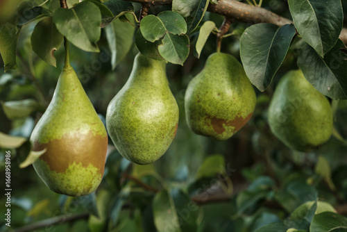 Ripe Pears on Tree Branch in Orchard Harvest Season. Close-up of ripe pears growing on tree branch in orchard during harvest season