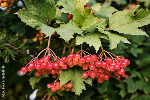 Clusters of Red Viburnum Berries on Bush Close-Up. Bright clusters of red viburnum berries growing on bush