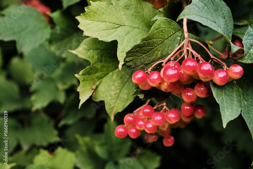 Clusters of Red Viburnum Berries on Bush Close-Up. Bright clusters of red viburnum berries growing on bush