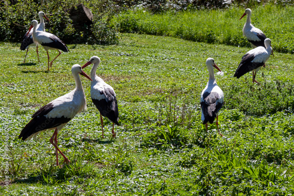 Fototapeta premium A lively gathering of several white storks is captured in a sun-drenched, green meadow