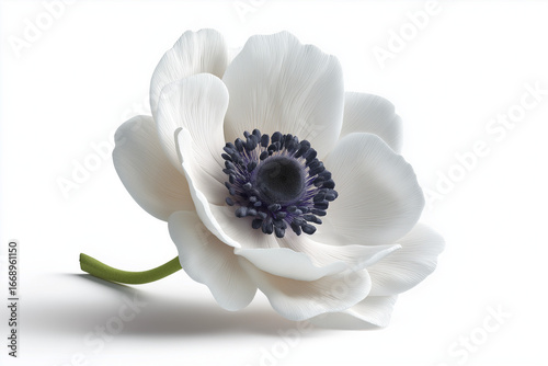 Anemone, isolated on pure white background