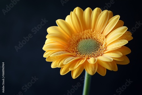 Bright Yellow Gerbera Flower in Full Bloom Against a Black Background.