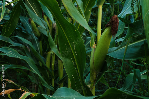 Ripe Corn Cobs on Stalks in Farm Field Harvest.