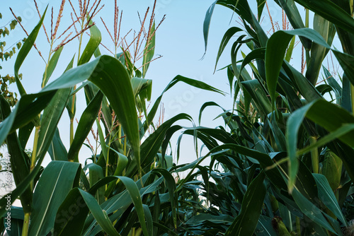 Ripe Corn Cobs on Stalks in Farm Field Harvest.