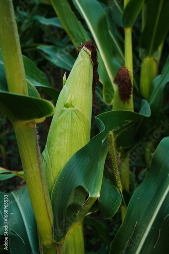 Ripe Corn Cobs on Stalks in Farm Field Harvest.
