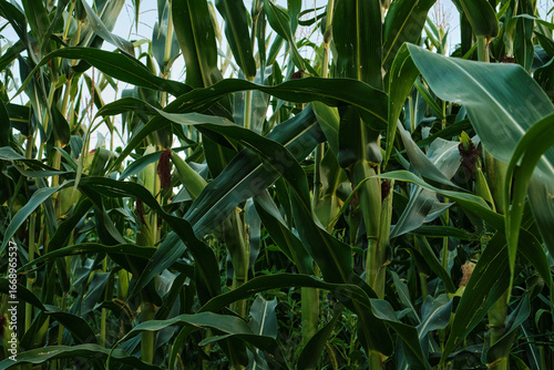 Ripe Corn Cobs on Stalks in Farm Field Harvest.