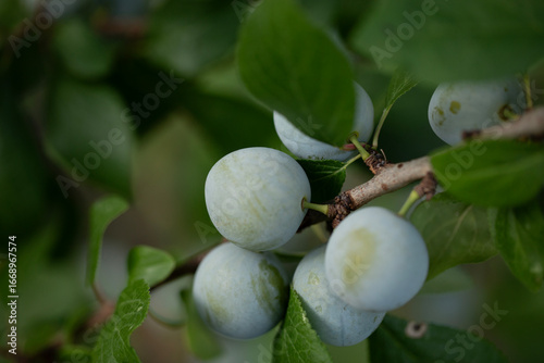 CLOSE UP SPHERICAL GREENGAGE FRUITS RIPENING ON BRANCH 