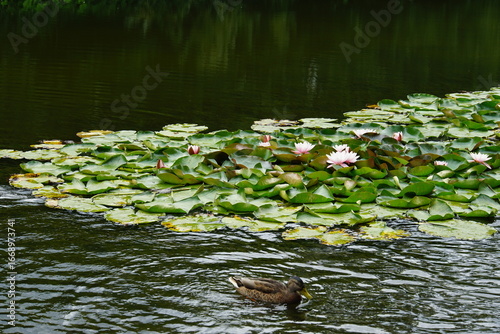 water lily, pond, oliwa park, gdansk, poland, August 2025, tricity, nature, flower