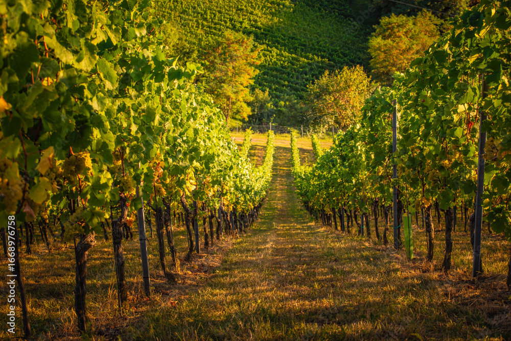 Naklejka premium Leading lines through a sunlit vineyard in Styria, Austria.