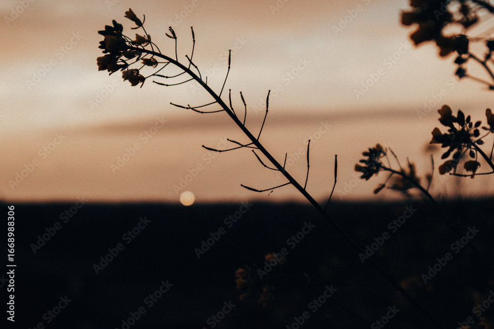 Fototapeta premium The setting sun casts a warm glow over wildflowers, creating a peaceful silhouette. A silhouette of wildflowers against the warm glow of the sunset, creating a serene and tranquil nature scene.