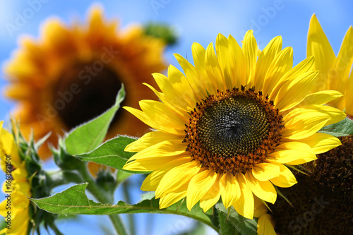 Photography A variety of sunflowers growing against a blue sky