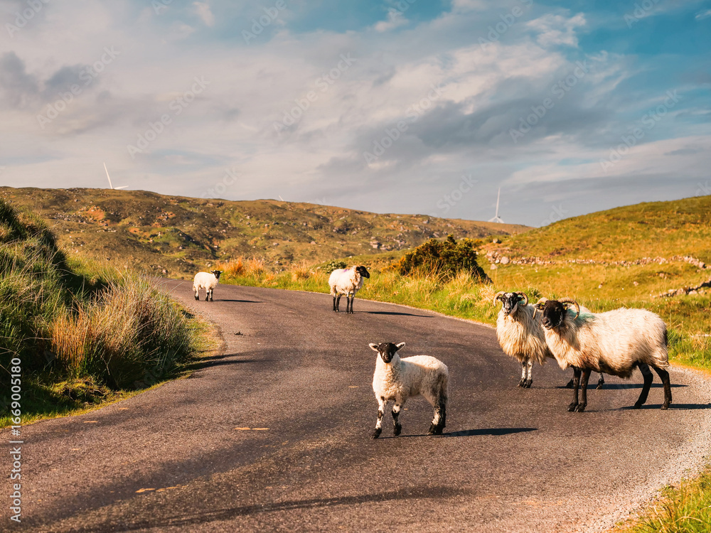 Obraz premium Wool sheep on a road. Cute animal look calm and like they own the place. Warm sunny day with blue sky. Connemara, Ireland. Common rural scene. Agriculture and farming.