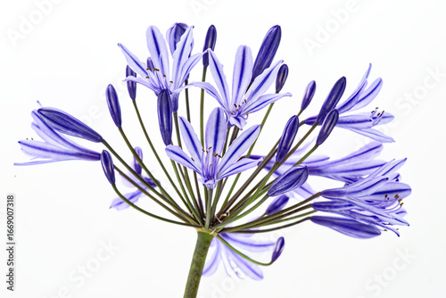 Inflorescence d'Agapanthe photographiée sur fond blanc