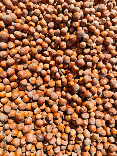 Pile of freshly harvested hazelnuts drying under the sun in an outdoor agricultural setting during the autumn season