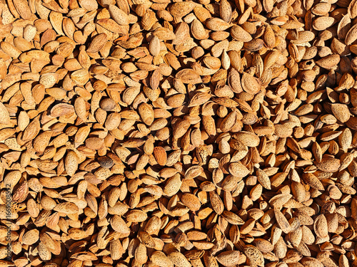 Various almond seeds spread out on a surface for drying under natural sunlight in a rural setting