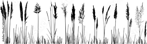Silhouette of cattails and reeds. Wild grass on the river bank. Swamp coastal plants.