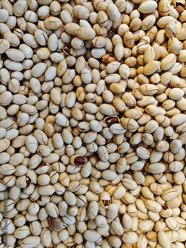 Pecan nuts spread out for drying process in a sunny agricultural area