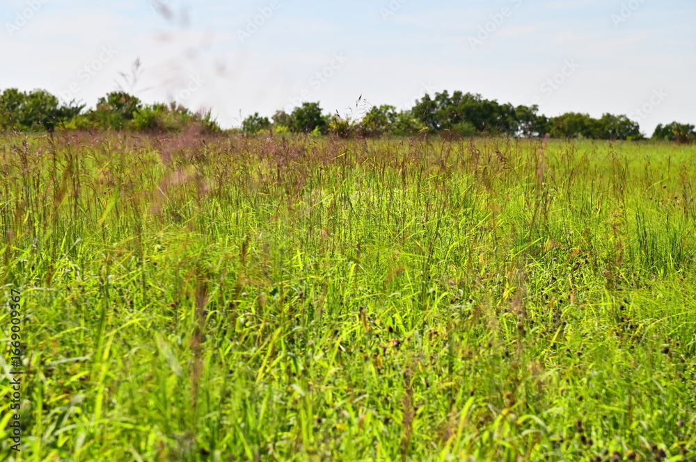 Obraz premium Grass in a Field