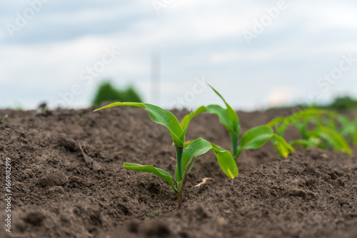 Corn seedlings emerge from rich soil in a field during early morning light